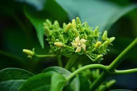 Gymnema Sylvestre leaf extract, a natural ingredient in GlycoMelt